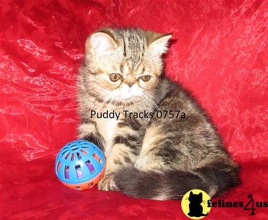 Puddy Tracks Picture 1